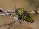 Metallic Beetle