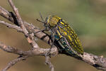 Metallic Beetle