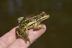 Middelste groene kikker