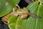 Middelste groene kikker