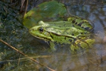 Middelste groene kikker