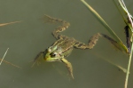 Middelste groene kikker