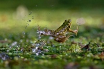 Middelste groene kikker