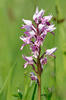 Military Orchid