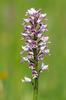 Military Orchid