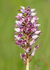 Military Orchid