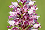 Military Orchid