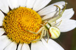 Misumena vatia