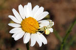 Misumena vatia