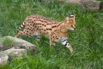 Mèo đồng cỏ châu Phi