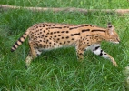 Mèo đồng cỏ châu Phi