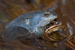 Močvarna smeđa žaba