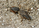 Mole Cricket