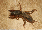 Mole Cricket