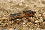 Mole Cricket