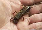 Mole Cricket