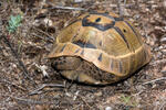 Moorse landschildpad