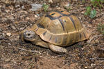 Moorse landschildpad