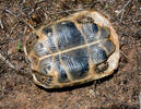 Moorse landschildpad