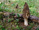 Morchella conica