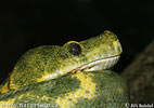 Morelia viridis