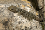 Morisch Gecko