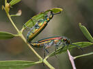 Mosca española