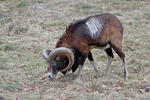 Mouflon