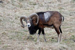 Mouflon