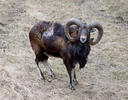 Mouflon