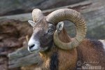 Mouflon