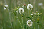 Mountain Clover