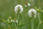 Mountain Clover