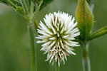 Mountain Clover