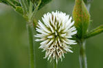 Mountain Clover