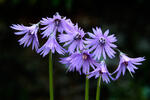 Mountain Tassel, Mountain Snowbells