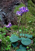 Mountain Tassel, Mountain Snowbells