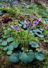 Mountain Tassel, Mountain Snowbells