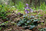 Mountain Tassel, Mountain Snowbells