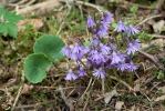 Mountain Tassel, Mountain Snowbells