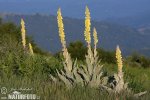 Mullein