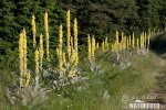 Mullein