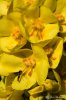 Mullein