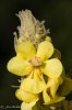 Mullein