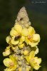 Mullein