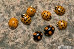 Multicolored Asian Lady Beetle