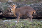 Muntjac de Reeve