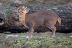 Muntjac de Reeve