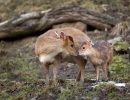 Muntjac de Reeve