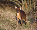 Muntjac de Reeve